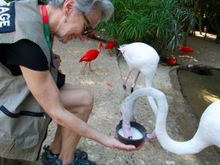 Feeling Flamingos