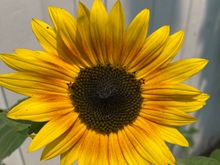 Second sunflower. Don't be fooled by the photo, the bloom is actually very small. 