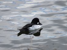 Common Goldeneye