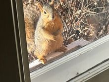 The squirrel is back. As I’m unemployed and so is Molly, we should probably train this guy. 