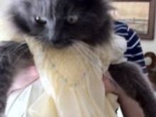 My parents’ cat, Fluffy, who died recently. She loved DH. When we’d visit we’d call out, “Fluffy, your boyfriend’s here!” And she’d come running! On one visit home, I found one of the dresses I wore as a baby and put it on Fluffy. She looked so beautiful but she didn’t like wearing her dress.