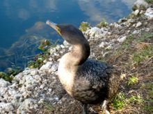 Anhingas. Everglades NP