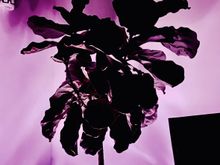 Fiddle-leaf fig tree