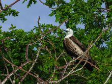 Frigate bird