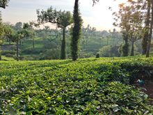 First view of tea plantation with Malabsr pepper vines on intermittent trees