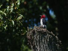 Red headed woodpecker