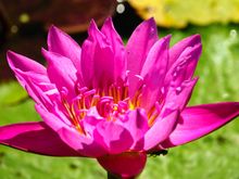 Tower Grove Park, another water lily