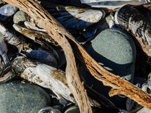 Lismer Cove is a beachcomber's delight, with the added value of its 'singing pebbles'.