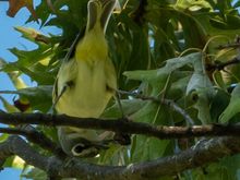 Blue headed vireo (except the head is actually gray, like gruezi and Joyce!)