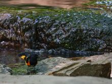 American Redstart (male) tail feathers flared
