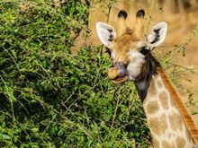 Chobe NP