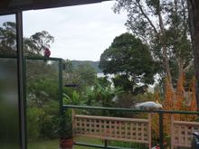 Always wild birds at her home