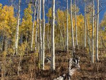 Can’t stop taking photos of the gorgeous aspens.