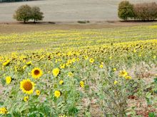 Sunflower field 