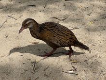 More weka.
