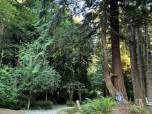 My sons driveway today. He lives in a forest. 