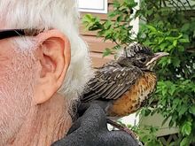 One of the two has fledged, but this guy can't fly. Bob's ear on the left. 