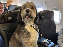 He loves to fly. 