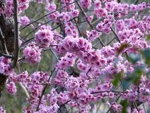 Double pink prunus