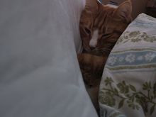 Ziggy, did you just say you wanted cat pictures on this thread??  He’s tired and a bit chilly.  And not a bit spoiled. My grandcat. 