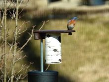 Apologies for the poor image quality, but shot through double pane glass window at an angle, causing serious refraction. I am over the moon nonetheless.