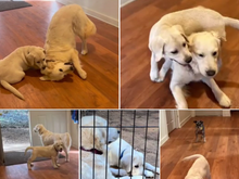 Cora with her best friend. The last photo is of Cora with her bigger sister.  She outgrew the little sister in her second week at home.