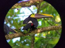 Toucan 