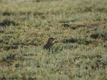 Prarie Dog. (rat that barks)