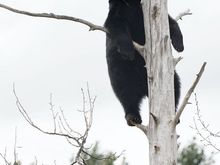 Alaska Wildlife Conservation Center