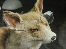 Fans suspected this crooked referee with having fixed the match.