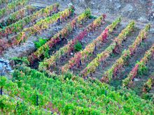 After the harvest the colors explode