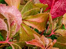 Credit Mrs Z, amateur photo editor, with this one.