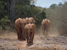 Daphne Sheldrick Elephant Orphanage