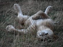 Clearly enjoying his nap, his paws would twitch from time to time.