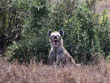 Is this hyena showing us his victory face after the cheetahs turned away?