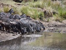 It's as if they just don't see the crocodile.