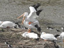 
Yesterday at the Los Angeles River in Long Beach. 