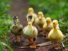 I LOVE DUCKS!!!