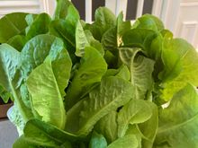 Picked all our lettuce this morning