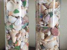 Shells we collected from Miami Beach