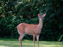 Go home! Our beautiful flowers are carcinogenic!!  We have seen her three times wandering through our backyard. No damage to the vegetation. Yet.