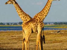 Chobe NP