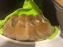 My sister’s baby rabbits.