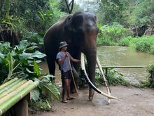 The huge gull elephant 