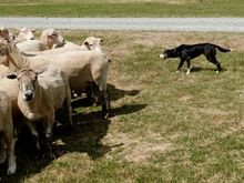 Watched an amazing sheep dog herding demonstration. More sheep than people here so these dogs are very important.