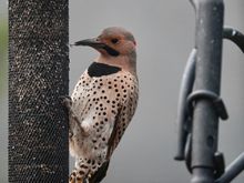 Northern Flicker 