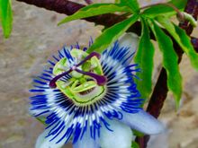 Passionflower
