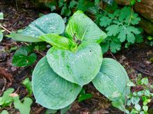 One of the crocuses I planted - 5 days ago!