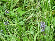 Wild orchids hiding in the "lawn" 