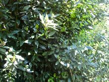Our bay laurel tree